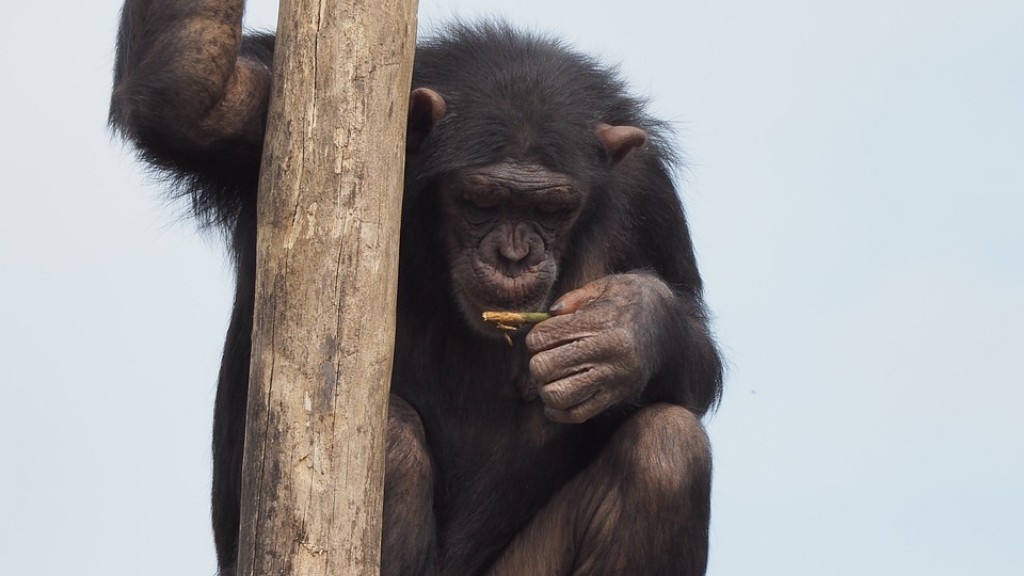 Jak zrobić szympansa z gliny