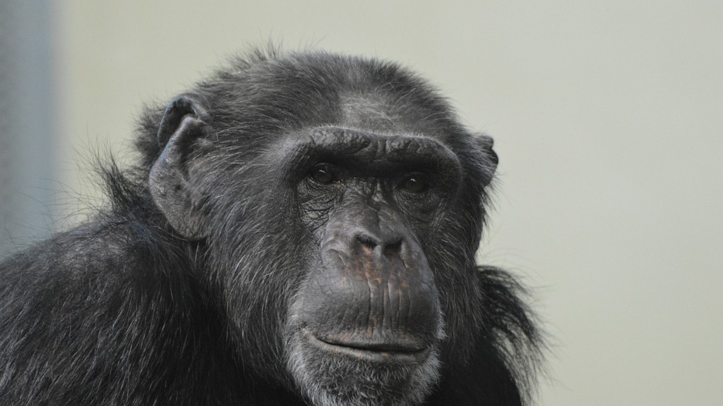 Czy ludzie mają DNA szympansa?