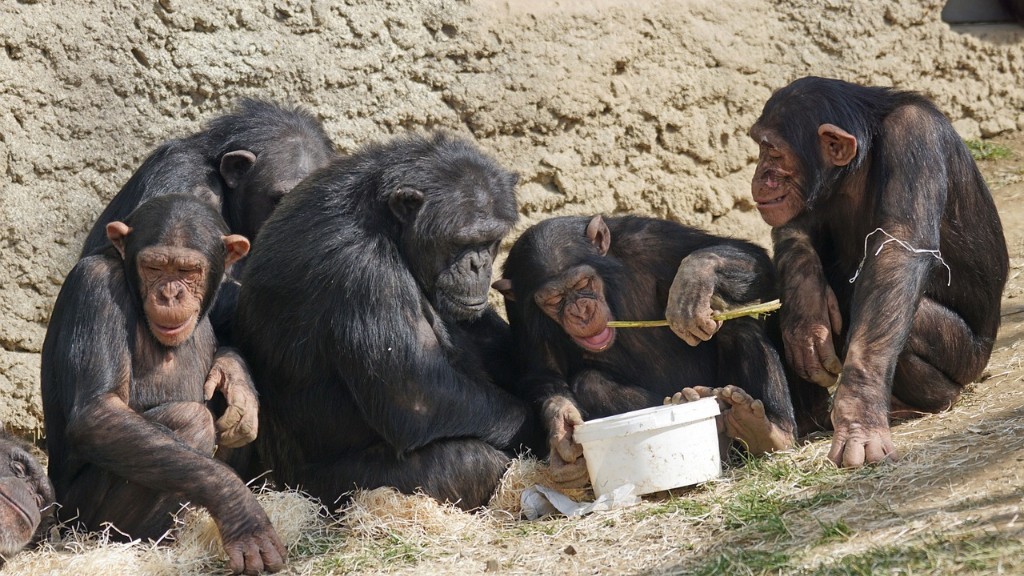 Jak szympans je banana