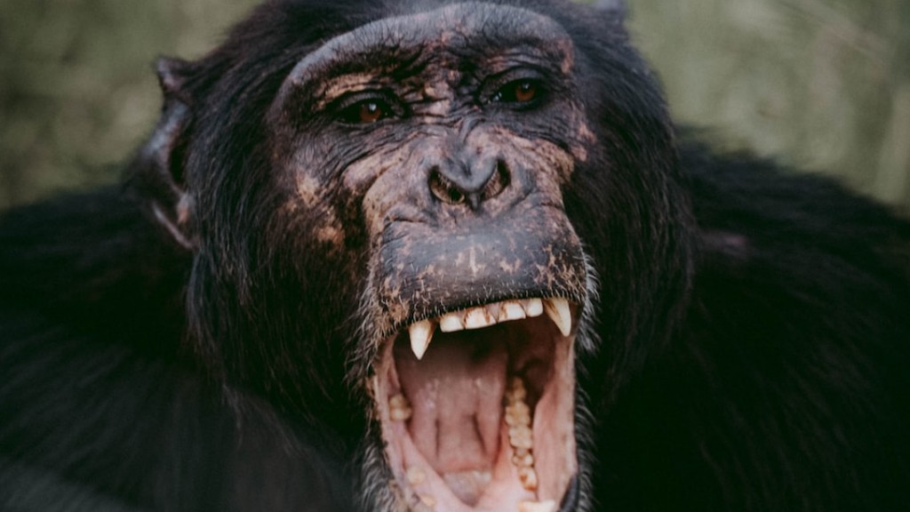 Czy posiadanie szympansa w Karolinie Północnej jest legalne?