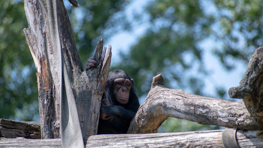 Czy posiadanie szympansa w Karolinie Północnej jest legalne?