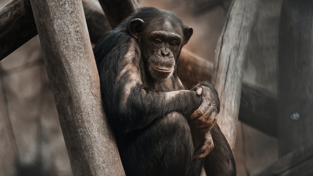 Czy szympansy są agresywne?