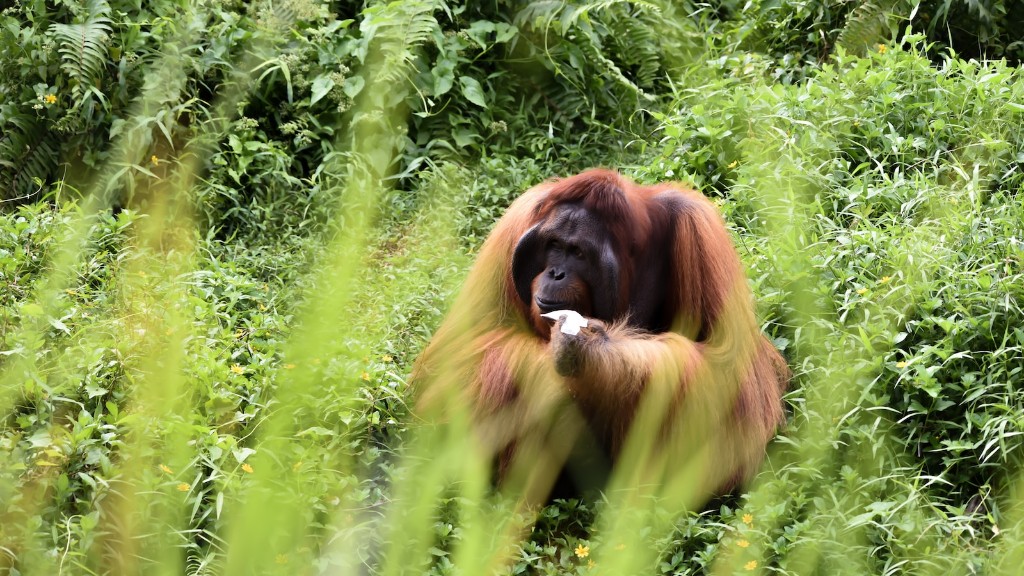Jaki rodzaj orangutana można znaleźć w zoo w Phoenix