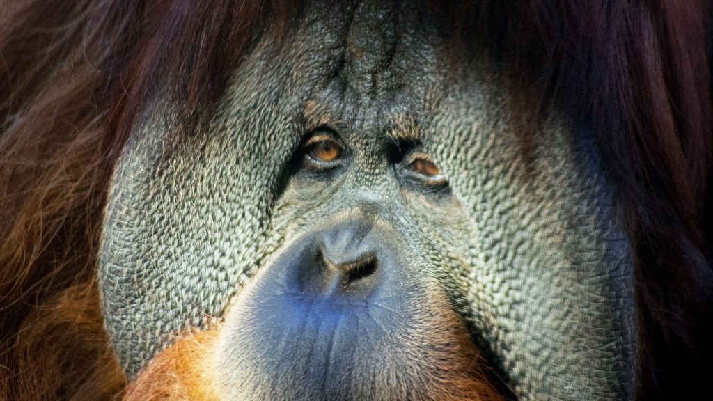 Jakim siedliskiem jest orangutan borneański