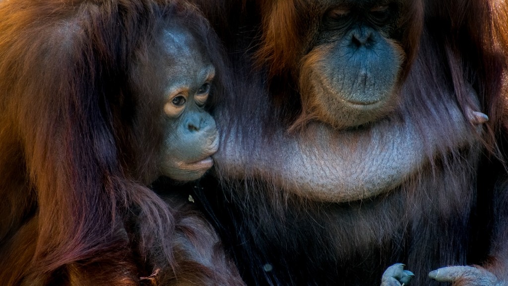 Czy Animal Planet mówi o cipce orangutana