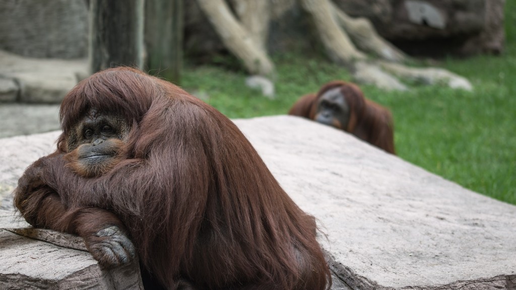 W jakiej rodzinie jest orangutan